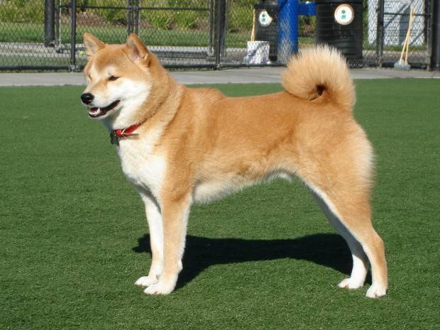 cachorro akita 