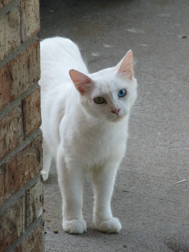 Angorá | Tudo Sobre a Raça de Gato Angorá