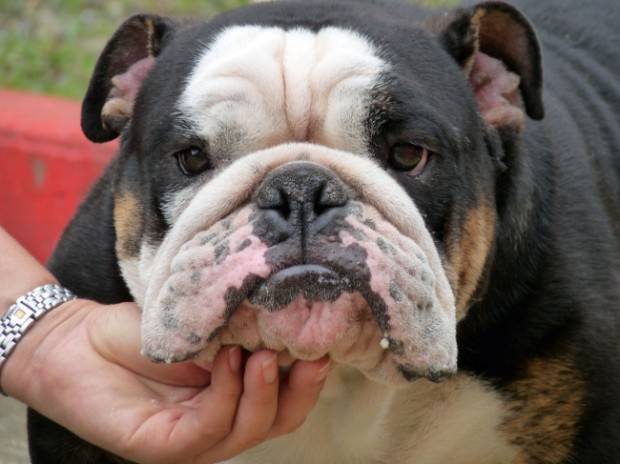 Image Seo All 2 Cachorro Bulldog Post 23