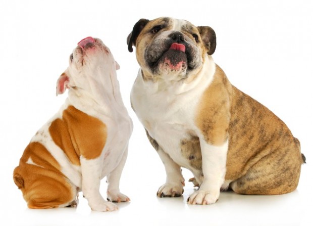 bulldogs