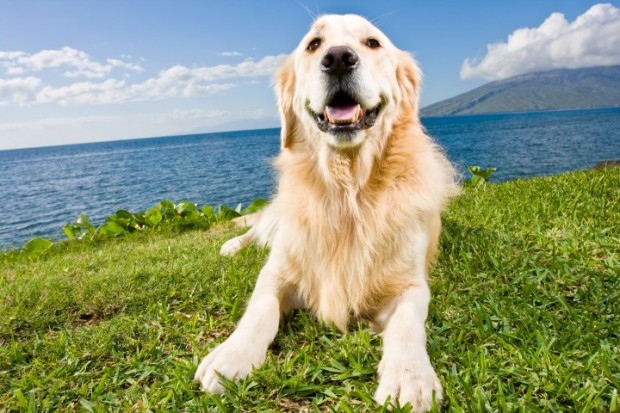 cachorro que come grama