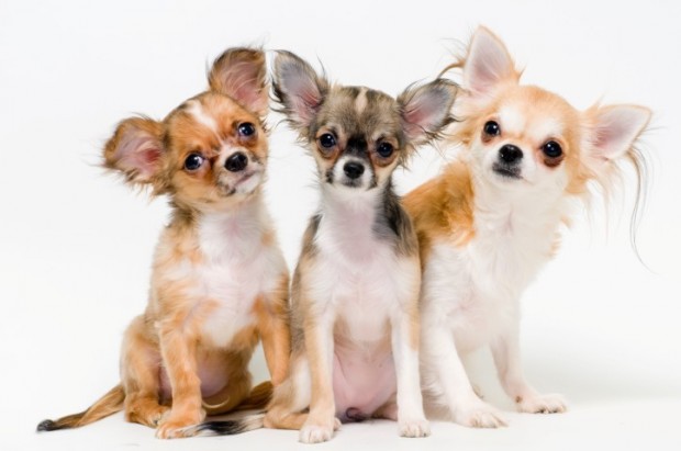cachorros quietos