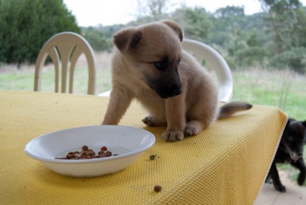 cão sapeca