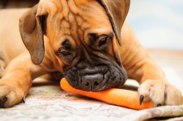 cenoura para cães