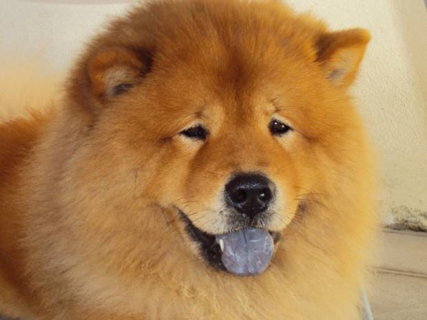 Chow Chow | Tudo Sobre a Raça de Cachorro Chow Chow Chow Chow | Tudo Sobre a Raça de Cachorro Chow Chow