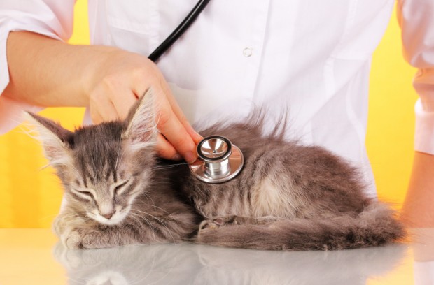 Effects Of Black Mold On Cats Effects Of Black Mold On Cats