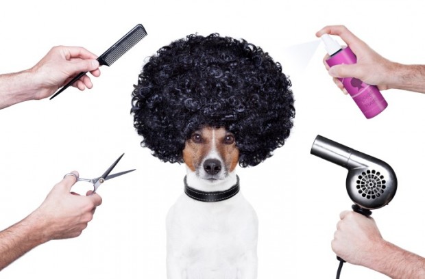 Full Grooming Kit For Dogs Full Grooming Kit For Dogs