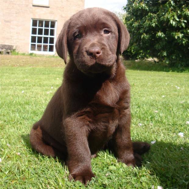 labrador-filhote-620x619.jpg