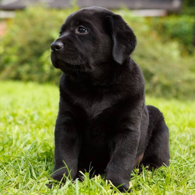 labrador preto filhote