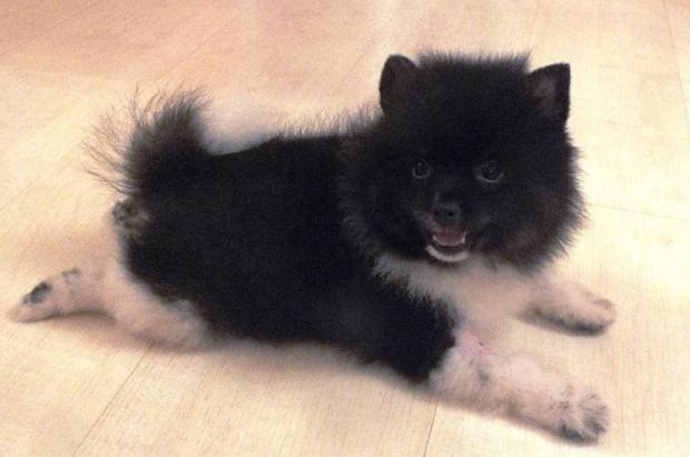 Lulu da Pomerânia | Tudo Sobre a Raça de Cachorro Lulu da Pomerânia