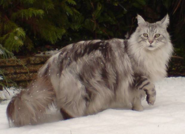 GATO MAINE COON PELUDOS E PENOSOS