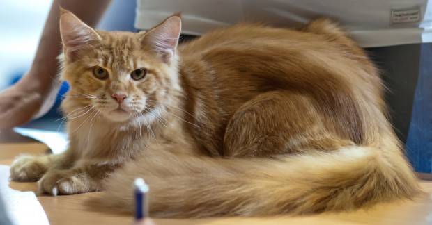 Female Orange Long Hair Cat Female Orange Long Hair Cat