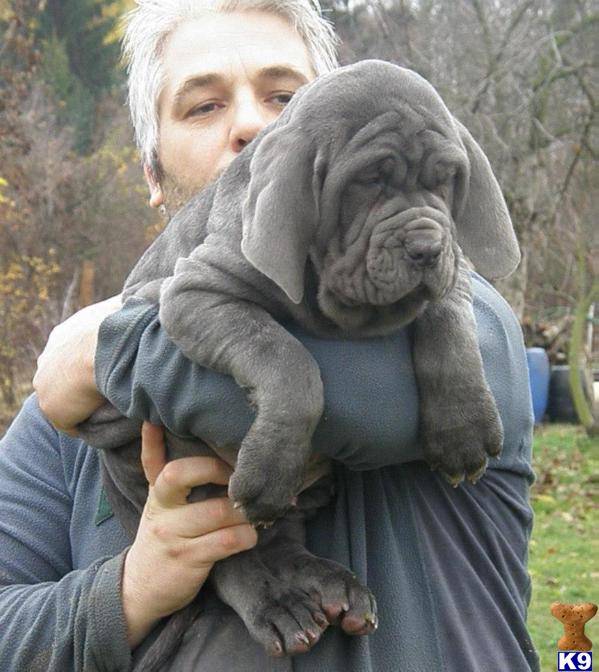 Mastiff | Tudo Sobre a Raça de Cachorro Mastiff Mastiff | Tudo Sobre a Raça de Cachorro Mastiff