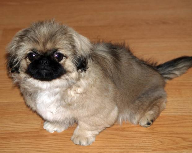 Best Dog Food For Pomeranian Chihuahua Best Dog Food For Pomeranian Chihuahua
