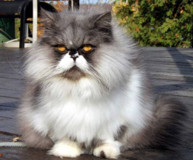 persia katze persia katze