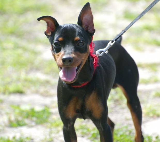 Pinscher Tudo Sobre a Raça de Cachorro Pinscher