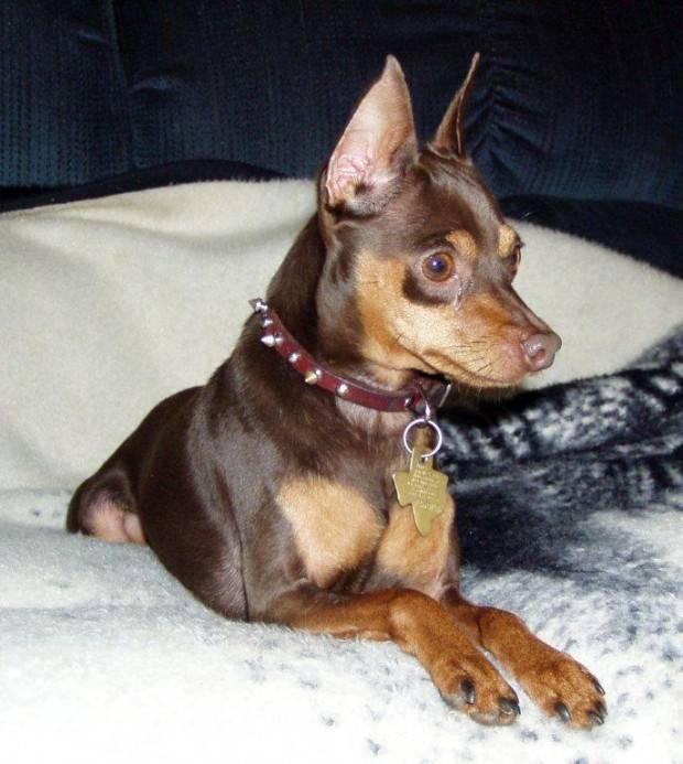 Pinscher Tudo Sobre a Raça de Cachorro Pinscher