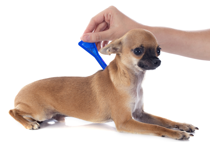 Good Flea Medicine For Dogs Good Flea Medicine For Dogs