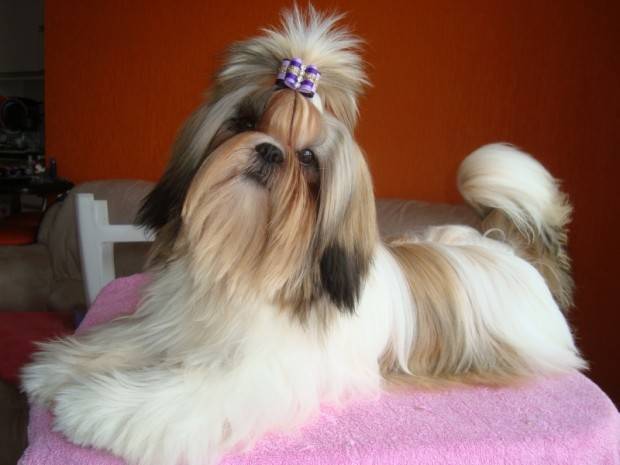 shih tzu intelligence ranking las 13 razas de perros m 195 161 s tontas y las m 195 161 s inteligentes shih tzu intelligence ranking las 13 razas de perros m 195 161 s tontas y las m 195 161 s inteligentes