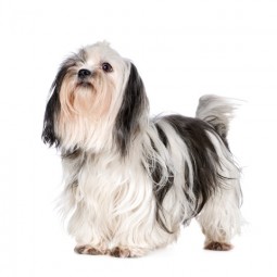 shih tzu temperamento shih tzu tudo sobre a ra 231 a de cachorro shih tzu shih tzu temperamento shih tzu tudo sobre a ra 231 a de cachorro shih tzu