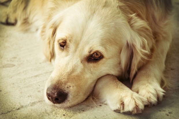 cão depressivo