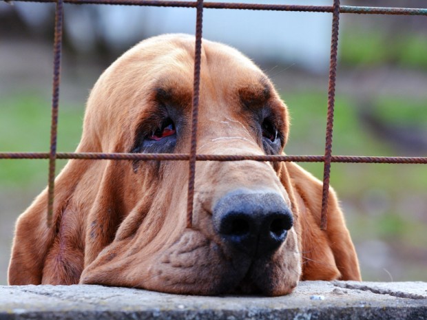 depressão em cachorro